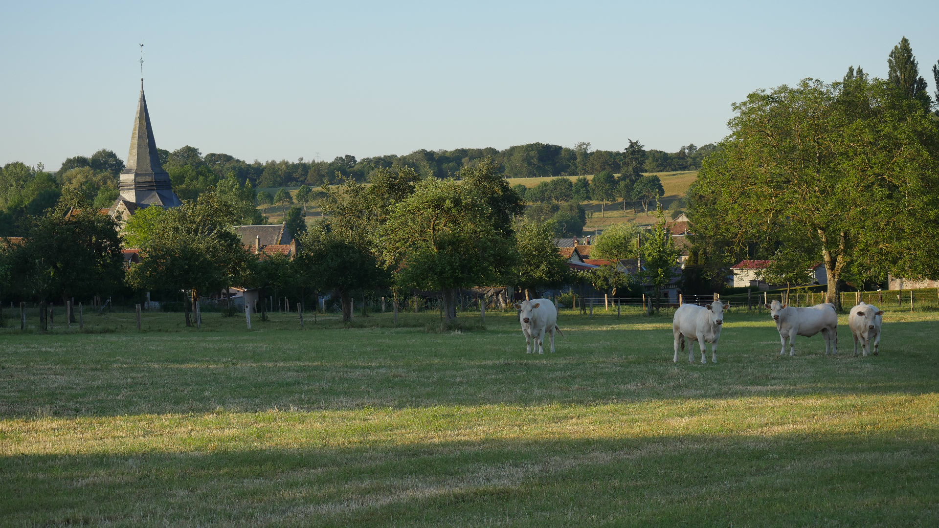 Prairie avec bétail charolais et clocher de Blacourt en arrière-plan